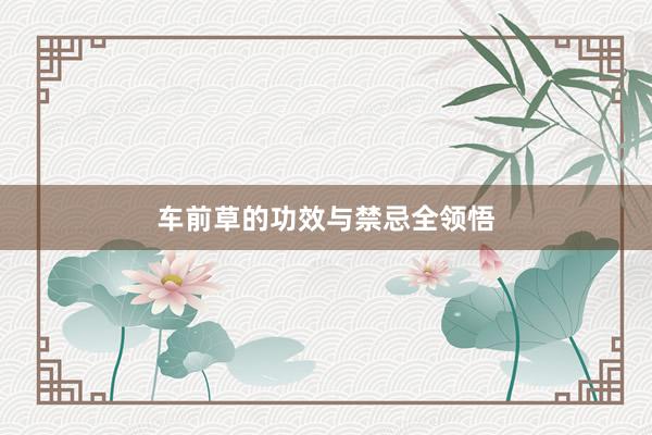 车前草的功效与禁忌全领悟